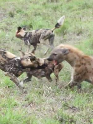 Hyena vs Wild Dog Part 2 #animals #animalsoftiktok #wildlife #hyena #wilddog #fyp #foryou