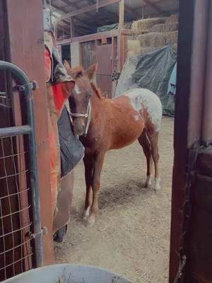 Peeping Tom…  . . . . . . . . . . . . . . . #g#gaitedhorse#gaitedmare#gaitedhorses#besthorseever#hearthorse#gaited#gaitedhorsesoftiktok#peruvianhorse#appendix#appendixhorse#gradehorse#gradehorses#painthorse#painthorsesoftiktok#painthorses#baypaint#tobiano#trailrider#trailride#trailridingwithfriends#trailriders#trailridersoftiktok#trailhorse#trailhorses#fyp#fypシ#equestrianlife#equestrianfyp#equestrianfyp✨🐴#ottb#painthorses#chestnuthorse#herdofhorses#herd#horseherd#ottb#thoroughbred#thoroughbreds#ottbsoftiktok#greyottb#greythoroughbred#betweentheears#trailridersoftiktok#blackequestrian#blackcowgirls#blackcowgirl#hearthorse#brokebestfriend#fortheloveofthehorse#rideordie#riderabyhorse#b#babyhorses#foal#foals#babyhorsesoftiktok#babyorses love#f#foalsof2023#foalsf tiktok#peepingtom#peeping#creep#creeping 