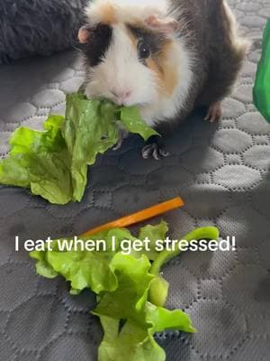 #news #trending @Aaron Parnas #guineapig #stresseating #letseat #confortfood #fyf #fyp #help #US #USA #badnews 