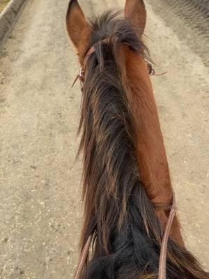 mejores palabras no ubo #nohorsenolife #vidaderancho #vidadelcampo #caballos #riendavaquera #riendacharra #quaterhorse #cowboylife #cattlework #cattledog 