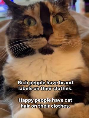 Leave a ❤️ if you agree 🐈🐾 #snickersthesmilingcat #Smilingcat #fyp #foryou #calicocat #catlove #cathair #happy #catlovers #thatface 