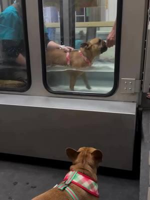 Lola's emotional support sister 🥹❤️ Credit: @@_lola_french_  . . . . . . . . . . #frenchiepuppy #frenchiesoftiktoks #frenchbulldogs #frenchielifestyle🐶❤️🥰 #frenchbulldog #frenchiepuppylove❤️ #frenchiebabyy🥰 #frenchiepuppy❤️ #frenchiesoftiktok #frenchiebulldoglovers❤ #frenchiebulldoglovers #frenchies 