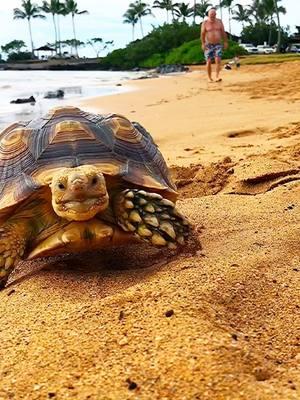 Hey ladies 👋😃 #tortoise #turtle #reptile #sulcata #sulcatatortoise #reptiles #tortoises #funnyanimals #kurakura #tortoiselife #adorable #socute #turtles #tortoiselove #pet #tortoiselover #pardalis #fun #aldabra #cutepets #funnypets #Love #pets #animals #torto #cuteness #toocute #sulcatalover #beachlife #beach 