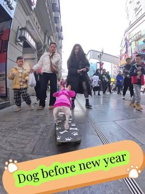 Before the Chinese New Year, the dog went out for a skateboard and looked very cool, but after returning home for the Chinese New Year, he felt like crying #fyp #bulldog#cutepet #dog #skateboard #Skateboarding #dogsoftiktok