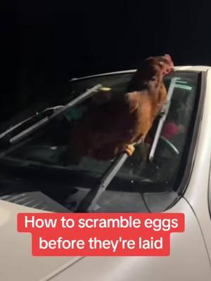 #egg #eggs #chicken #chickens #chickensoftiktok #chickeneggs #scrambledeggs #cookingtips #farmlife #car #windshield #windshieldwipers 