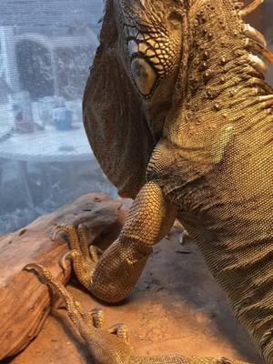 I miss you so much Roland, so much everyday, but today I miss you more than normal I love you baby girl #CapCut #iguana #iguanasoftiktok #greeniguana #rip #imissyou #slippingthroughmyfingers 