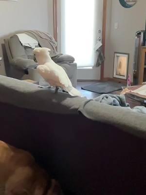 MR.COCO THE COCKATOO ! RUNNING IN SLOW MOTION!#cockatoo #2toos #cockatoolife #dinosaur #godsgift #postivitiy #fypシ #@Nicky 