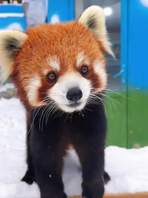 A timely snow promises a fruitful year.Happy Lunar New year 🥰🥰🥰#fy #fyp #trending #Cute #adorable #redpanda #Love 