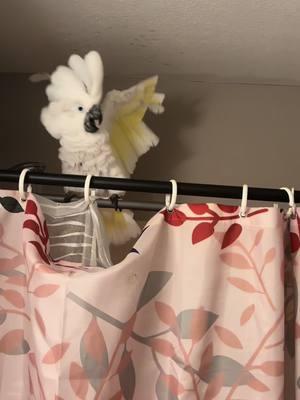 MR.COCO THE COCKATOO! DANCING IN SHOWERS #cockatoo #2toos #cockatoolife #MRCOCOTHECOCKATOO  #dinosaur #godsgift #postivitiy #fypシ @Nicky 