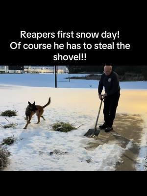 Haha wouldn’t expect anything less! #policeofficer #policeoftiktok #policek9 #k9unit #k9handler #dogsoftiktok #belgianmalinois #belgianmalinoispuppy #sheriffk9 #belgianmalinoisoftiktok #bite #snowday #workingdog 