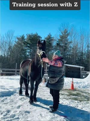 Training sessions can just be working on some liberty ideas. It can be simple and within movement just to connect to your horse. I want horses to move their body in a way that works for them, with fluidity and without micromanagement.  Match your steps, your soul, and your body with your horse ❤️ #horsesoftiktok #horsetok #libertyhorse #positivereinforcementhorsetraining #clickertraininghorses 