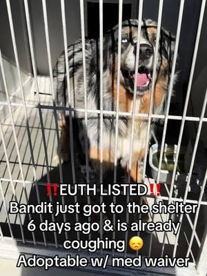 **ON EUTH LIST: CAN BE KILLED AT ANY TIME** BANDIT - ID #A814059 (available 1/21/25) **MEDICAL WAIVER REQUIRED (coughing & hacking w/ hypersalivation)** Located: Devore Shelter Description: I am a blue merle, unaltered male, who looks like an Australian Shepherd. Age: I am estimated to be 2 years old. More Info: I am in kennel D 72. I have been at the shelter since Jan 16, 2025. I was found near Linden Ave X Ash Ave Bloomington in San Bern Uncorp. Shelter information Location: San Bernardino County - Devore Shelter Phone Number: (909) 386-9820 Address: 19777 Shelter Way San Bernardino, CA 92407 Rescue coordinator email:  SBAC.rescue@dph.sbcounty.gov #rescuingsaveslives #fosteringsaveslives  #devoreshelter #devoreanimalshelter #devoreshelterdogs #spayandneuter  #microchipyourpets #fyp #foryourpage #foryoupage #help #rescue #la #sandiego #sanbernardino #cali #california #urgent #euthlisted 