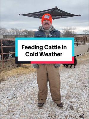 Feeding cattle in cold weather #Cattle #Ranch #Ranching #KeepRanchin #Winter 