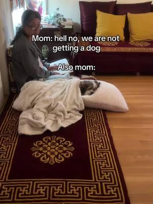 Mom complains the most, but also shows the most love 😆 #dogsoftiktok #seniordog #lhasaapso #MomsofTikTok 