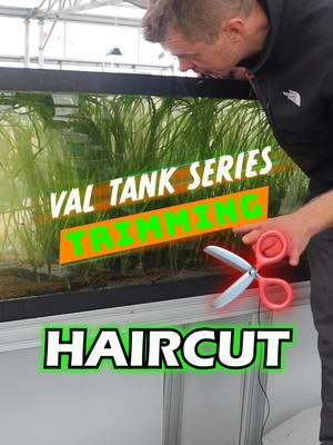 THE VAL TANK SERIES: TRIMMING! Here at Dustin's FishTanks we finally setup a NEW TANK! Check out our new/old 125 gallon Vallisneria Wall Tank! What are your thoughts on this new setup? The ultimate goal is for you to learn something and have success in your own planted aquariums! FOLLOW ALONG FOR MORE! TANK ON! #fish #aquariumfish #freshwaterfish #val #vallisneria #aquarium #aquariums #aquascape #aquascaping #aquariumplants #scape #fishtank #freshwateraquarium #plants #plantlife #planted #plantedtank #plantedaquarium #aquascape #aquaticplants