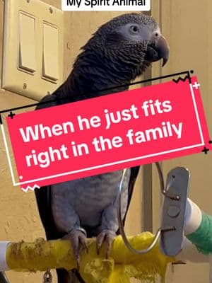 He fits right in the family 😆 #leosworld #talkingparrot #africangrey #seentoomuch #probability 