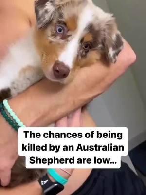 Watch your back ❤️ Follow @australianshepherdvibe  Credits @canyon_in_the_wild - - - - - #australianshepherd #australiansheperd #austrailianshepherd #australianshepherd world #australianshepherds #australian_shepherd #australianshepherdlove #shepherdaustralian #australianshepherded