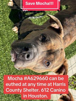 Who can foster or adopt Mocha?! #fyp #rescuedogarmy #rescuedogarmystrong #rescuedogarmy❤️ #ASMT #houstonwehaveaproblem #fosteringsaveslives #houston #texasdogs #houstonwegotaproblem #fosteringsaves #shelterdog #texasdog #thisistexas 