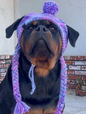 Something happened to Grandma! #funnydog #rottielove #dogoftheday 