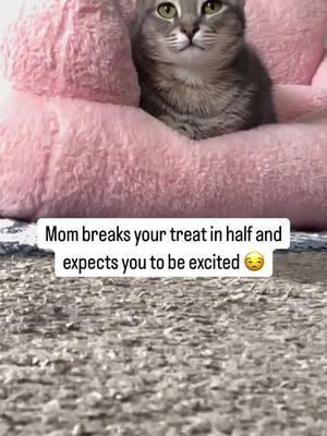 Just keep it 😒 #funnycatsoftiktok #funnycatvideos #catoftheday #cats #video #animecat #greytabby #tabbycat #cattok 