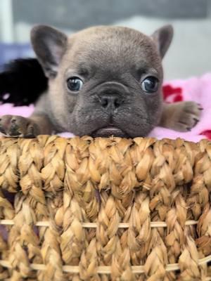 Love is in the air   #chubby #goshhescute #fypシ #foryoupage #bearcub #pibble12#frenchieshow #813frenchiesline #813frenchies #fortheloveofpuppies #puppiesgoviral #viralpuppy #chunky #squishyfacecrew #teddybearface #outstanding #bestofthebest #sweetlittleangel #sweetlittlepuppy #pibble  #yourbestlife #pibblelove #pibblelife #pibblemix #pibblemom #pibbleface #pibblesofig #pibbleadvocate  #pibblefans #pibblesoftiktok 