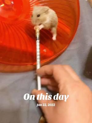 #onthisday I miss baby Evren so much. 😞 #diabetic #diabetes #hamster #dwarfhamster #dogtok #hamstertok 