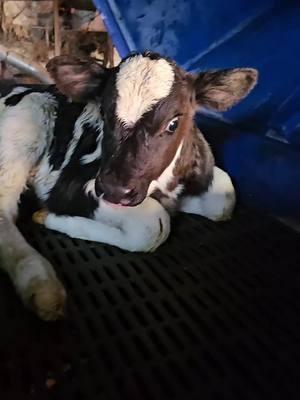 Cold day to be born #farm365 #cowsoftiktok #farmtok #dairy #calves 