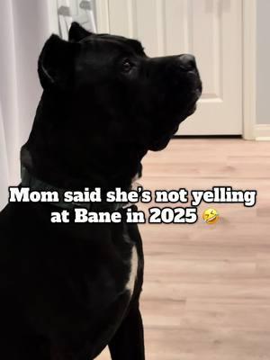 Mom’s not yelling at Bane in the new year 😂.  #raisingbane #funnydogvideos #banethedog 