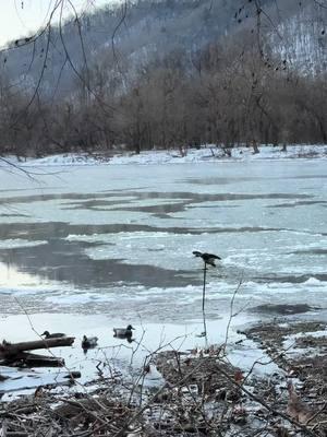 #ice #river #newriver #mallard #hunting #duckdecoy #shotkam4 