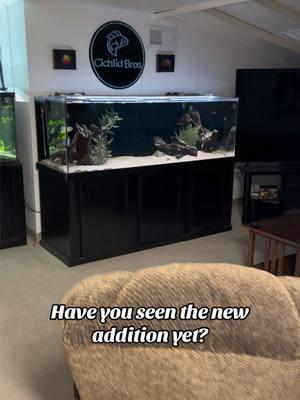 Have you seen the new addition yet? 🍻  #aquariums #aquarium #bar #bars #fishtok #fishtoks #cichlids #cichlid 