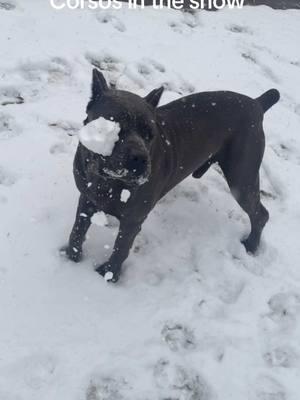 Cane Corsos first time in the snow #snow #canecorso #dogsoftiktok #italianmastiff #hemikennel #bigdog #canecorsofans #fyp #foryou #bigbaby #countrylife #farmlife #canecorsomastiff #mastiff #Lola & #Casino 