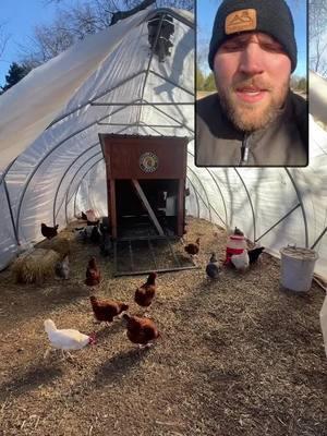 Do chickens need a heat source in winter? I think it depends on your setup and how comfortable you want your chickens to be and if you want them to lay eggs or not. We’ve had our hens in a mobile chicken coop below 0F but they were not happy about it and didn’t lay us any eggs. It all just depends on your context  #backyardchickens #layinghens #chickens #homestead #homesteading #farmstead #winterchickens #permaculture 