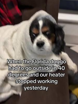 He is so cold. #cold #floridacheck #coldinflorida #doggo #chewy #dogsoftiktok 