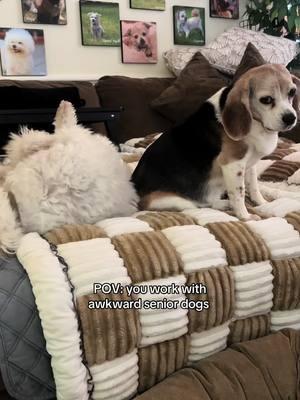 The patience she has for old man Marco and his shenanigans (he’s trying to use her to squeeze out of his diaper lmao) #fyp #foryoupage #foryou #fypage #seniordog #olddog #seniorpet #seniorpetsanctuary #seniordogs #dogs 