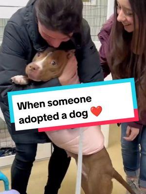 They know they are being adopted 🥺❤️ #dog #dogsoftiktok #doglover #dogtok #doggo #dogs #shelter #shelterdog #adopt #adoptme #adoption #heartwarming #wholesome #touching #moments #fyp #foryoupage #fypシ 