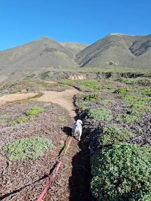 There's no better place to be after hibernation😊! #callalilyvalley #california #coast #livelife #explore #creatememories #dogslife #dogsoftiktok #pacificcoast #lifewithdogs #neverstopexploring #PetsOfTikTok #