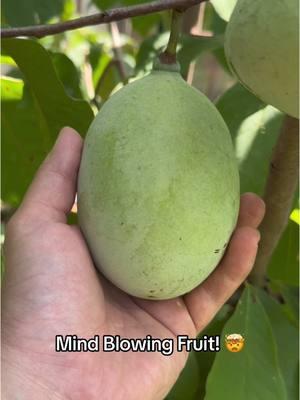 🌳🍈 This Rare Cold-Hardy Fruit Tree Will Blow Your Mind! 🍈🌳 It’s NOT a mango, but it sure looks like one! 🥭 This incredible tree thrives in colder climates and produces a massive harvest of delicious, exotic fruit. 😍 Perfect for gardeners and fruit lovers alike—don’t miss this hidden gem! 🌱✨ #RareFruit #ColdHardy #GardeningHacks #FruitTree #ExoticHarvest #GardenGoals #PlantLovers #GrowYourOwnFood #FruitGarden #ColdClimateGardening 