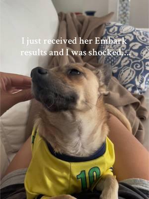 I love my super mutt! #embarkbreedreveal #embark #supermutt #guessthebreed 