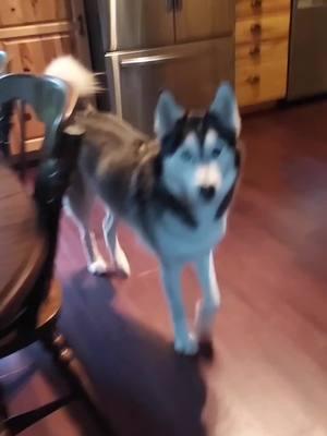 No Smiles Today.. Number Eight Of Our Ten Best Pics And Videos Of 2024 With Odin And Niyah! #huskylife #huskylove #husky #smile #bestvideos #2024 #huskiesoftiktok #fyp 