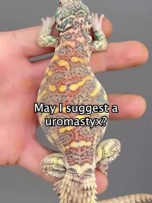 The Uromastyx shown is from HappyDragons breeder @Arids Only 💚 #aridsonly #uromastyxornata #ornateuromastyx #herpetoculture #uromastyx #reptile #reptiles #lizards #lizard #reptilesoftiktok #lizardsoftiktok 