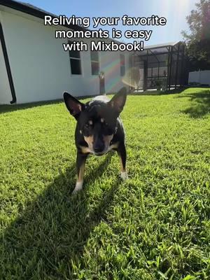 Ready to unleash your creativity and create a bone-afide masterpiece? With Mixbook, creating a photo book of favorite memories is easier than ever. 🐕🐾 #mansbestfriend #dogs #dog #photobook #mixbook 