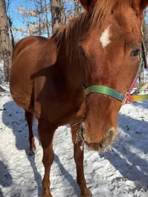 Let me know if you have any questions! #fyp #foryoupage #foryou ##massachusetts #rescuehorses #pregnantmares #mares #chestnutmares