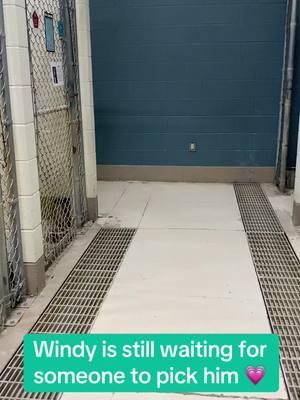 ‼️ 786 days ‼️ waiting #wcjcanimalahelter #animalsoftiktok #rescue #easttennessee #animalshelter #johnsoncitytn #dogsofttiktok 