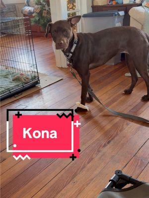 Kona is a lovable shy girlie looking for her forever home!  Kona’s preference would be to find someone who is confident and can show her the outside world isn’t something to be so scared of. Once she warms up to you her love is unconditional! Girlie is crate trained, house trained on a schedule, and aces leash walking. She’d do great in an active home where she can get proper exercise and mental stimulation. Kona is currently fostered with another dog and is doing great. She’d do well in a home with or without a doggo sibling.  Is this silly girl a perfect fit for your fam? Head over to our website to read her full bio. Reminder: You do NOT need to own your own home, live in a single family home, or have a yard or fence to adopt or foster with us! Residents of Massachusetts can foster with us and residents of #Massachusetts #NewHampshire #RhodeIsland #Connecticut & #Vermont can adopt with us! If your state is not listed, please check out your local shelters and rescues! #fosterdog #rescuedog #adoptable #adopt #rescue #foster #fureverhome #explorepage #happypups #dogwithbone #sillypup #lasthopek9 