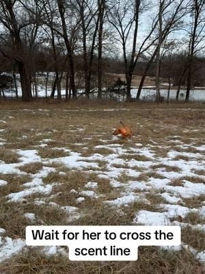 Always fun to watch! #sheddog #shedhunt #training #DogTraining #shedhunting #lab #redlab #foxredlab #fyp #foryoupage #foryou 