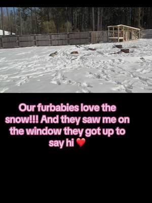 I could have chosen to stay a single mom of 2 amazing kids but I didn’t I chose to also become a bonus mom to 2 amazing kiddos but also to 2 doggies 2 cats and a lizard! Then we ended up getting Luna! She’s our baby ❤️ #greenscreenvideo #greenscreen #furbabies #momdog #snowday #snow #lovingthesnow #viralvideo #animalsoftiktok #animal #dogs #dogsoftiktok #husky #goldenretriever 