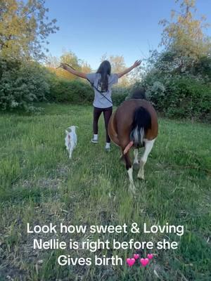 Watch how sweet Miss Nellie is a couple days before giving birth 💕#paizleysponies #paintedponiesranch #horsegirl #farmlife #ponies #horse #horsetok #horses #minihorse #horsesoftiktok #cute #adorable #sweet #pregnant #shetlandpony #ranchlife #pregnancy 