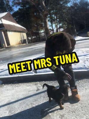 Meet Mrs Tuna🖤🤎 #DogTraining #dogtrainer #puppytraining #puppy #puppies #dogs #puppytiktok #puppylife #puppydog #puppycheck #dogsoftiktok #doglover #dogtok #dogdad #doglife #animals #animalsoftiktok #animallover #fyp #fypシ #fypシ゚viral #rott #rottweiler #rottweilersoftiktok #rottweilerpuppy #rottweilers #rottweilerlife #fluffyrott 