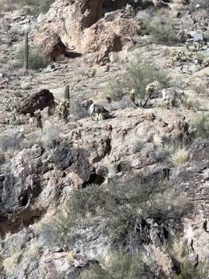 A whole family of mountain goats on the mountain 🤩#mountaingoats #arizona #dollysteamboat #apachejunction 