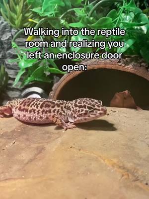 😅 #reptilesoftiktok #leopardgecko #reptile #feeding #fypシ #fypviral #reptiletiktok #viral #viralvideo #viraltiktok #tiktok #lizard #MyDolceMoment #foryou #foryoupage #gecko #geckosoftiktok #albinoleopardgecko #geckos #reptileenclosure #reptileeducation #education #fypシ゚viral 